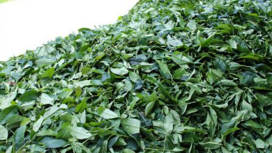 تصویر افزایش ۸ درصدی برداشت برگ سبز چای در کشور/ ۱۱۲ هزار تن خریداری شد