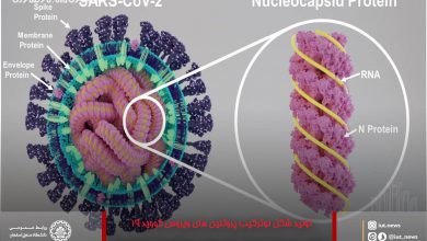 تصویر تولید شکل نوترکیب پروتئین های ویروس کووید ۱۹ جهت استفاده درکیت ها وآزمایش های تشخیصی توسط محققان دانشگاه صنعتی اصفهان