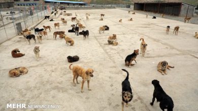 تصویر ۱۱۰ قلاده سگ خیابانی در تبریز زنده‌گیری شد