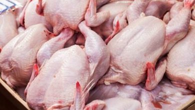 تصویر روزانه ۷۵۰۰ تن مرغ در کشور تولید می شود