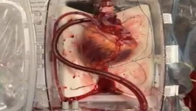 تصویر محققان کشور برای سلول‌های تپنده قلب بستر زیست مهندسی شده ساختند