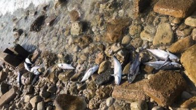 تصویر هزاران قطعه ماهی در سدهای هریس و میانه تلف شدند