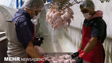 تصویر زنجیره صنعت مرغ از تامین خوراک تا تولید و کشتار باید یکپارچه شود