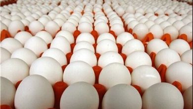 تصویر آذربایجان شرقی رتبه ۴ کشور در تولید تخم مرغ