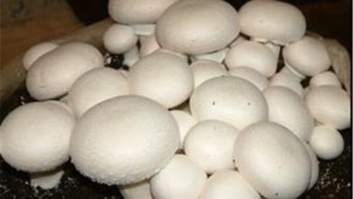 تصویر تولید ۱۲۰۰ تن قارچ خوراکی در شهرستان تبریز