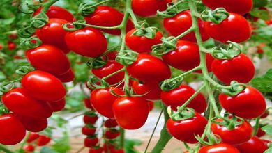 تصویر تولید سالانه ۱۷۳ هزار تن محصول گوجه فرنگی در آذربایجان شرقی
