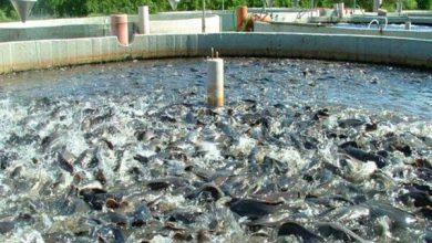 تصویر استفاده از آب مغناطیسی برای اولین بار در مزارع پرورش ماهی
