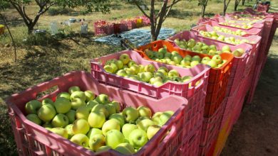 تصویر ممنوعیت مصرف دو مورد از سموم در فرآیند سورتینگ و انبارداری سیب