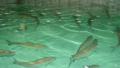 تصویر رهاسازی ۳۰ هزار قطعه بچه ماهی در مزارع پرورش ماهی مرند