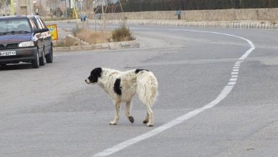تصویر سگ ولگرد، ۵ نفر را در تبریز راهی بیمارستان کرد