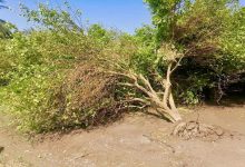 تصویر شکسته شدن درختان و آلودگی هوا براثر طوفان در آذربایجان‌شرقی