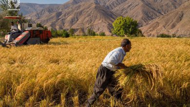 تصویر واریز بیش از ۲۵۰۰ میلیارد ریال وجوه خرید تضمینی گندم  در آذربایجان شرقی