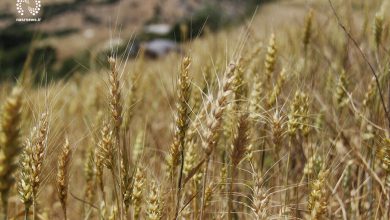 تصویر خرید گندم از کشاورزان آذربایجان شرقی ۳۰ درصد افزایش یافت