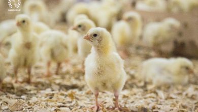 تصویر تولید گوشت مرغ در آذربایجان شرقی ۱۵ هزار تن افزایش یافت