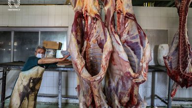 تصویر گوشت در فروشگاه‌های کشتارگاه تبریز درجه‌بندی کیفیت می‌شود