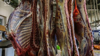 تصویر روزانه ۱۲۰ تن گوشت قرمز در آذربایجان شرقی تولید می‌شود