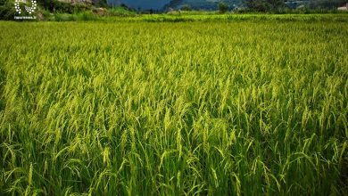تصویر صادرات برنج فعلا ممنوع است