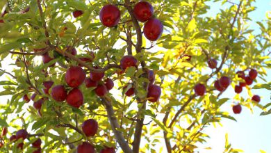تصویر موفقیت باغدار مراغه‌ای در افزایش تولید سیب درختی