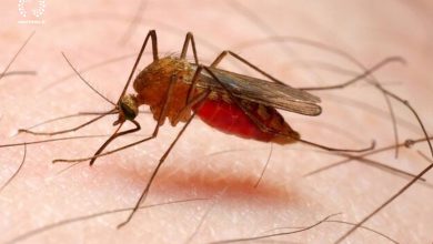 تصویر افزایش موارد مالاریا در ایران / آخرین وضعیت اخذ گواهی حذف بیماری از کشور