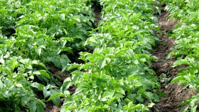 تصویر آبیاری مزارع سبزیجات و صیفی‌جات با فاضلاب رو به کاهش است