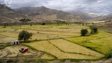 تصویر ۲ هزار مزرعه و ۶۰۰ قطعه باغ آذربایجان شرقی وقفی است