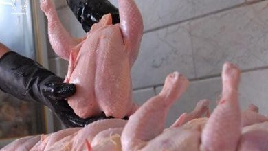 تصویر تولید با کیفیت ترین نوع مرغ در مرند/ مرغ “آ مثبت” مرغ بدون آنتی بیوتیک