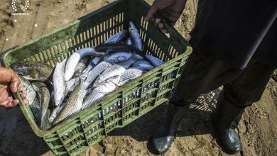 تصویر ظرفیت صید ماهی در هشترود ۱۲۰ تن افزایش یافت