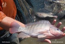 تصویر اثر تولید ماهی تیلاپیا در سبد مصرفی خانوار چیست؟