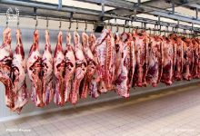 تصویر تاثیر محسوس صادرات و قاچاق دام بر بازار گوشت/ قیمت دام زنده ۸۵ هزار تومان شد