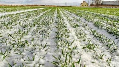 تصویر کاهش تولید گندم بر اثر سرمازدگی بهاره