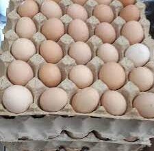 تصویر شرط عجیب برای صادرات تخم مرغ