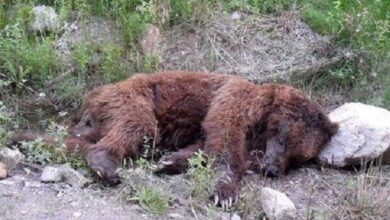 تصویر تلف شدن یک قلاده خرس قهوه‌ای در هوراند