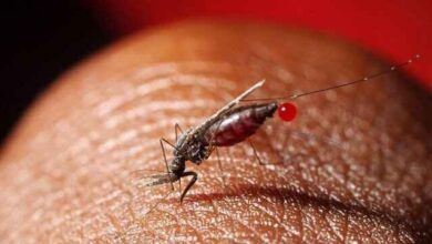تصویر شیوع مالاریا در آذربایجان شرقی!