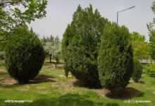 تصویر هرس و فرم ‌دهی درختان سرو خمره‌ای در سطح تبریز