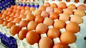 تصویر صادرات ۶۰ هزار تن تخم مرغ در سال جاری/ تولید بیش از نیاز کشور است