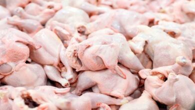 تصویر توزیع ۶۰۰ تن مرغ گرم و منجمد به بازار از هفته جاری