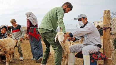 تصویر واکسیناسیون بیش از چهار میلیون راس دام در آذربایجان شرقی بر ضد بیماری تب برفکی آغاز شد