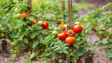 تصویر کاهش ۵۰ درصدی سطح کشت گوجه‌فرنگی در فضای آزاد در آذربایجان‌شرقی