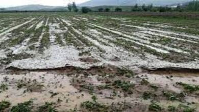 تصویر غرامت کشاورزان خسارت دیده آذربایجان شرقی تا ۱۰ روز آینده پرداخت می‌شود