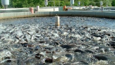 تصویر آغاز صید ۳۲۰۰ تن انواع ماهی از منابع آبی آذربایجان شرقی