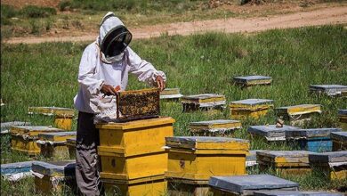 تصویر هشدار جهاد کشاورزی به زنبورداران