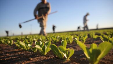 تصویر افزایش ۳۳ درصدی ارزش تولیدات کشاورزی در آذربایجان شرقی