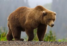 تصویر جریمه شکار خرس قهوه‌ای کلیبر؛ ۲۰۰ میلیون‌تومانِ ناقابل!