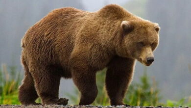 تصویر جریمه شکار خرس قهوه‌ای کلیبر؛ ۲۰۰ میلیون‌تومانِ ناقابل!
