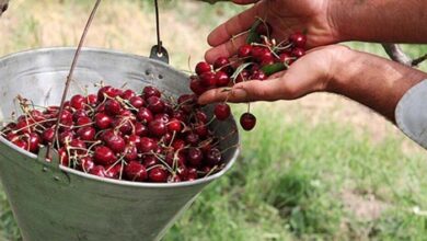 تصویر «رکورد گیلاس» در اختیار آذربایجان‌شرقی است