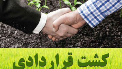 تصویر وزارت جهاد کشاورزی از اجرا و توسعه کشت قراردادی توسط بخش خصوصی حمایت می کند