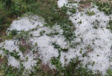 تصویر خسارت ۲۰ تا ۱۰۰ درصدی تگرگ به باغ‌های ملکان