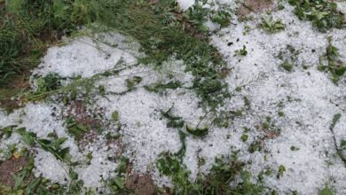 تصویر خسارت ۲۰ تا ۱۰۰ درصدی تگرگ به باغ‌های ملکان